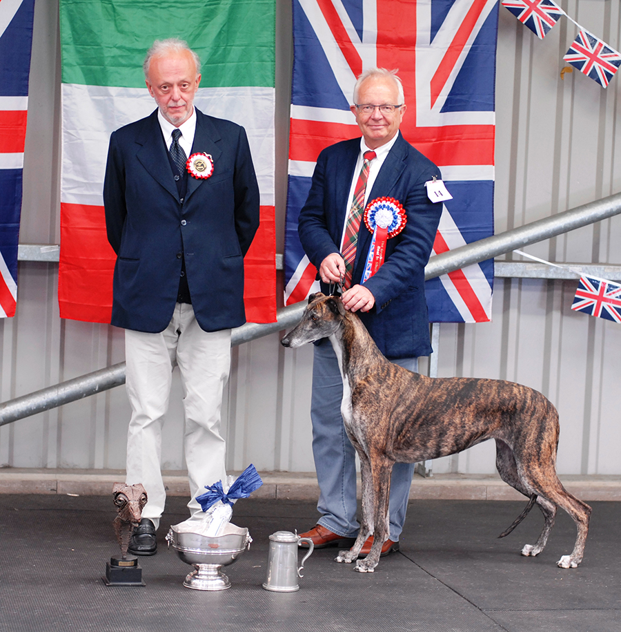 Sara BIS The Greyhound Club 2012 with trophies