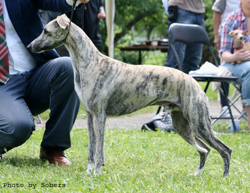 2011 06 11 whippet