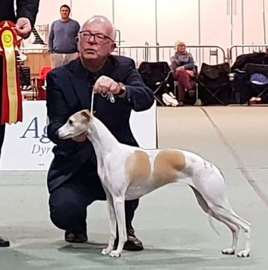 Ch Showline Scanorama BIR Lillestrøm 2018