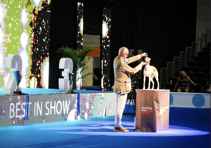 Showline Sweet Tiger Lily BIS 3 Grand Prix Geneve 2023
